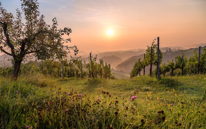 Über sanfte Hügel, alte Weinstraßen und traditionellem Genuss