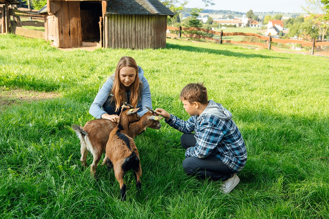 Kinder streicheln Ziegen im Tiergarten Höckendorfer Heide in Sachsen auf einer grünen saftigen Wiese