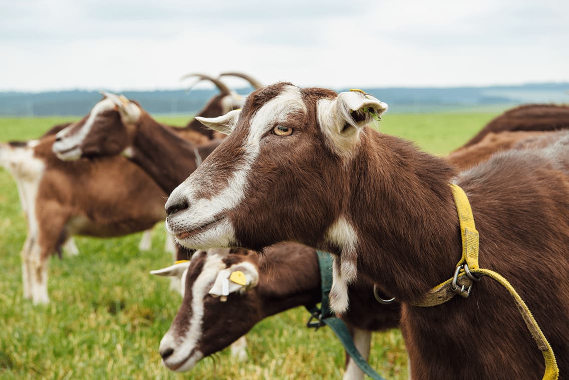 Braune Ziegen mit Halsbändern