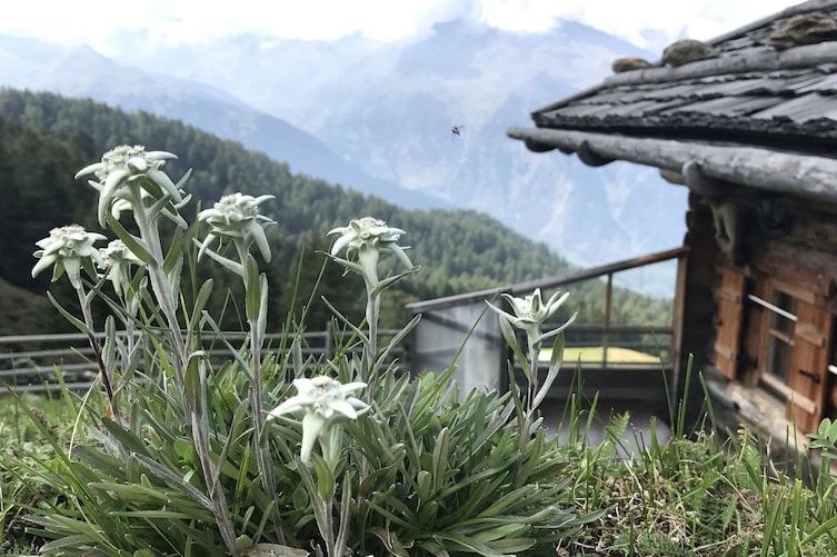 Alpen-Edelweiss