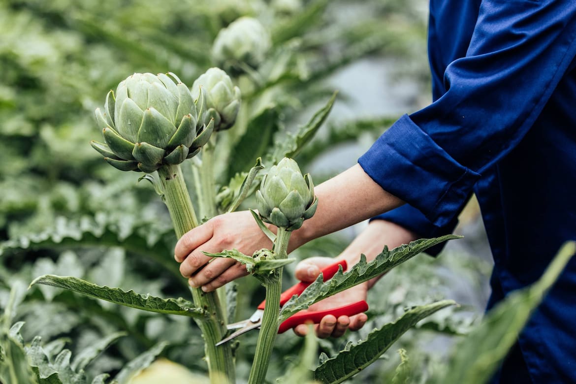 Artischocke