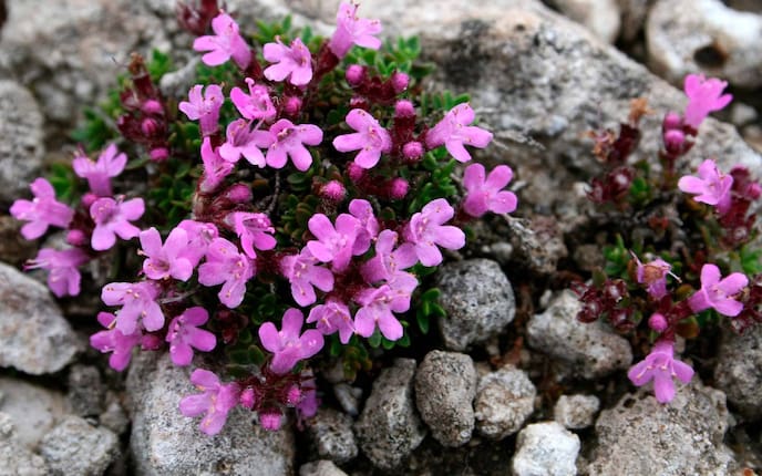 Quendel, wilder Thymian (Bild: Mauritius Images)