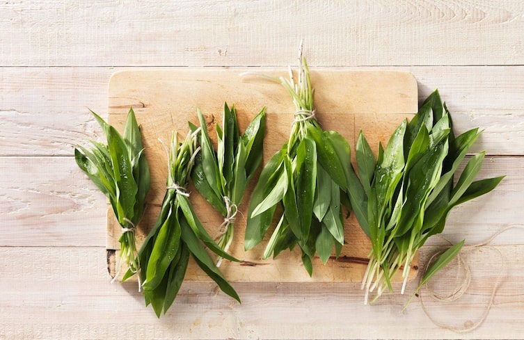 Bärlauch Pflanzenporträt Wilder Knoblauch