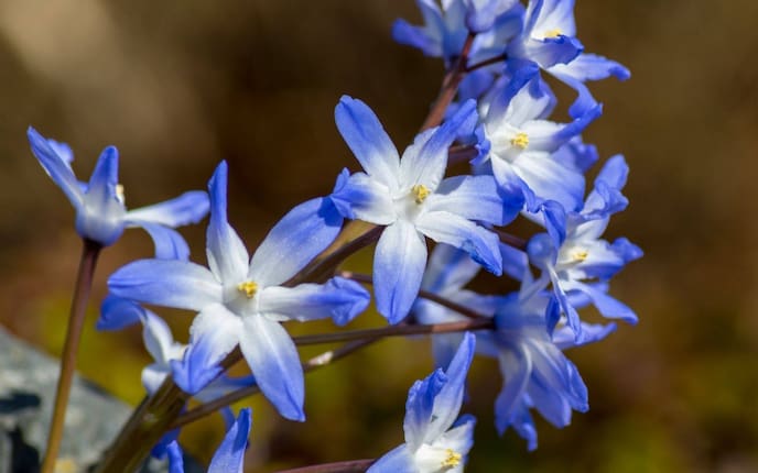 Blausternchen, Pflanzenporträt, Garten, Gartenwissen, Frühlingsblume