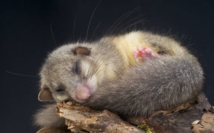 Siebenschläfer, Brauchtum, Servus