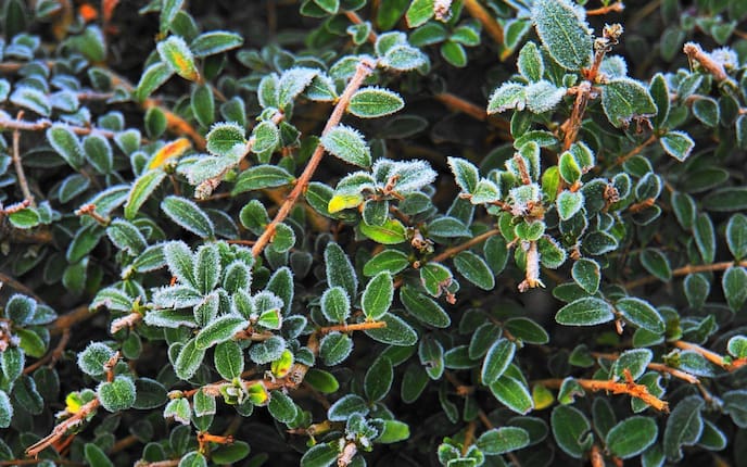 Buchsbaum Immergrün Winter Frost Garten