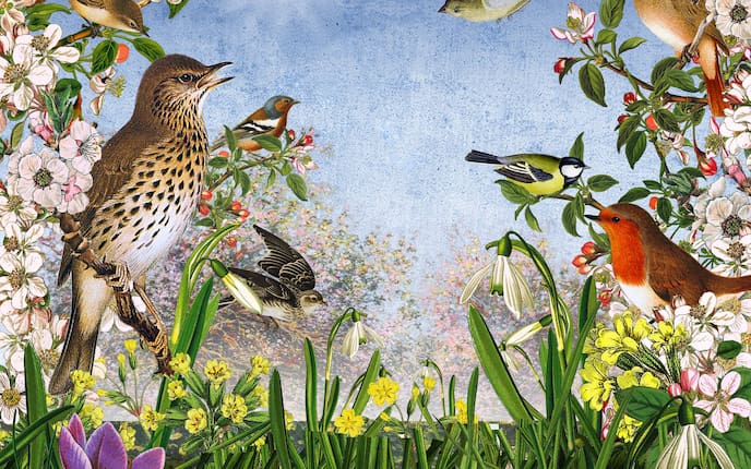 Singvögel, Illustration, Frühling, Sonne