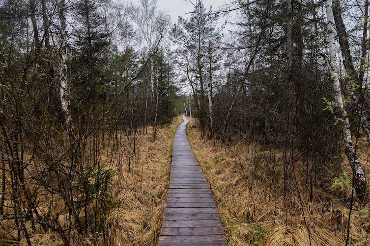 Servus, Entdeckerviertel, Oberösterreich Tourismus, Ibmer Moor