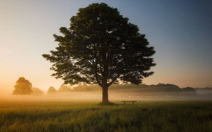 Garten, Gartenwissen, Pflanzenwissen, Baum, Baumart, Linde