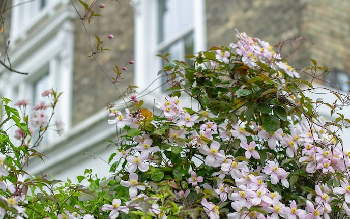 Garten, Gartenwissen, Pflanzenwissen, Pflanzen, Blumen, Clematis, Mauern