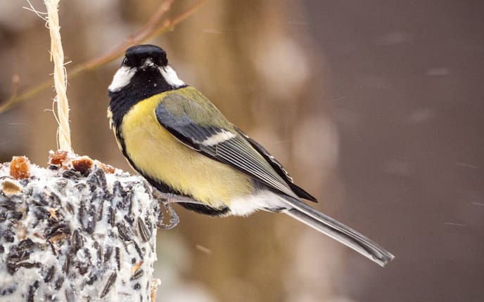 Garten, Gartenwissen, Kohlmeise, Vogel, Tiere