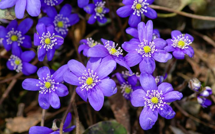 Garten, Gartenwissen, Leberblümchen, Blumen, Leberbleameln, blau, violett