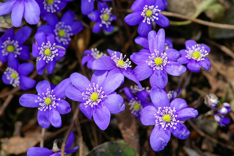 Garten, Gartenwissen, Leberblümchen, Blumen, Leberbleameln, blau, violett
