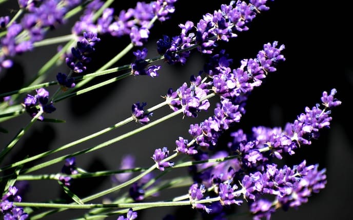 Lavandin, Lavendel, Lavendelsorten, Pflanzenporträt