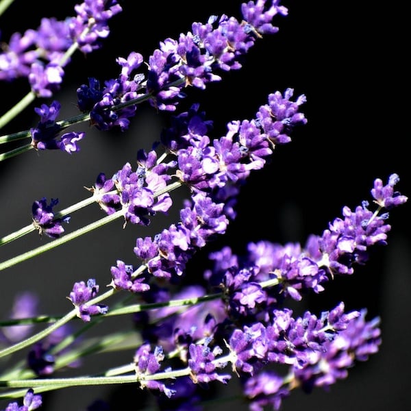 Lavandin, Lavendel, Lavendelsorten, Pflanzenporträt