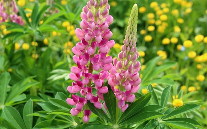 Garten-Lupinen, rosa, Staudenpflanze, Pflege, Standort, Gartenwissen, Blume