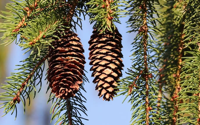 Fichte Pflanzenporträt Fichtenzapfen