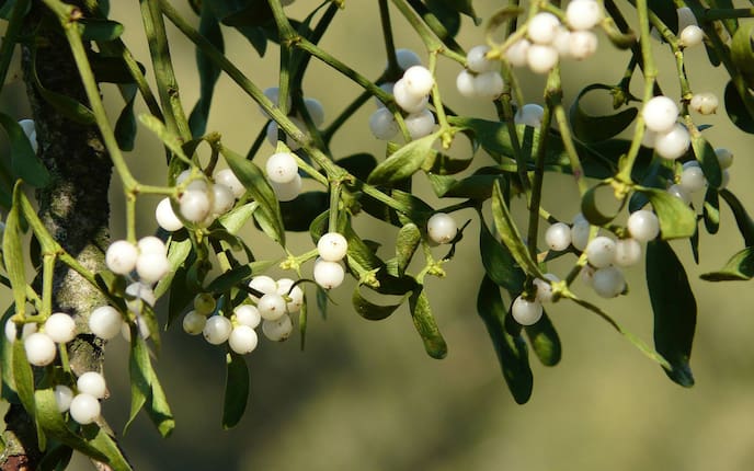 Garten, Pflanzenporträt, Misteln, Mistelzweig, grün, weiß, Tradition
