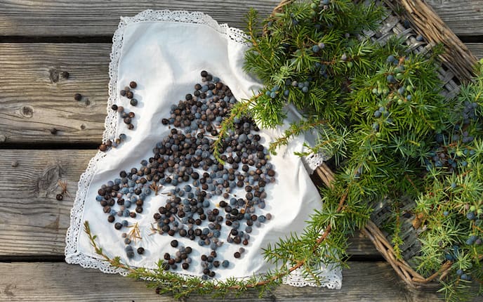 Garten, Pflanzenporträt, Gewürz des Monats, Wacholder, Gewürz, Wacholderzweig