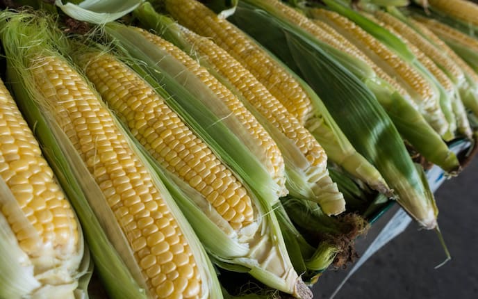 Garten, Gartenwissen, Zuckermais, Mais, Maiskolben