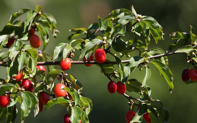 Dirndlstrauch, Kornelkirsche, Früchte rot, Zweig, Blätter