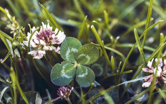 Vierblättriges Kleeblatt, Glücksbringer Pflanze, Glücksbringer Ideen, Glücksbringer aus der Natur