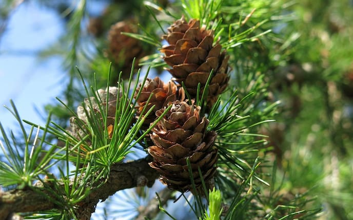 Lärche Pflanzenporträt Lärchenzapfen