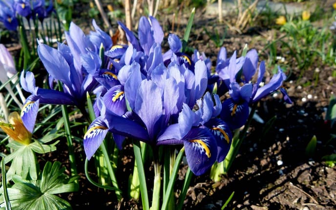 Frühlingsiris, Frühlingsblume, Frühlingsblüher