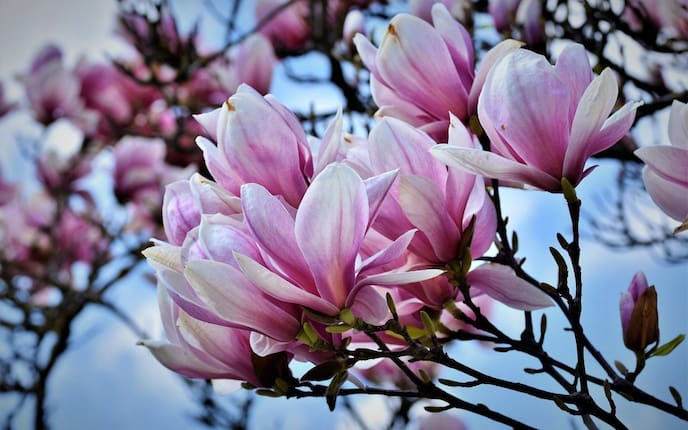 Magnolie (Foto: Pixabay)