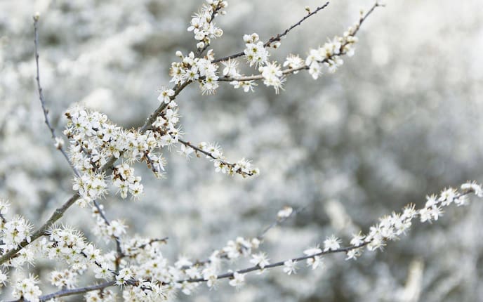 Schlehdorn, Blüte, Zweige, Garten, Gartenwissen, Pflanzenproträt