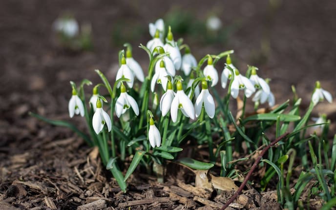 Schneeglöckchen, Pflanzenporträt, Blume, Garten, Winter, Servus