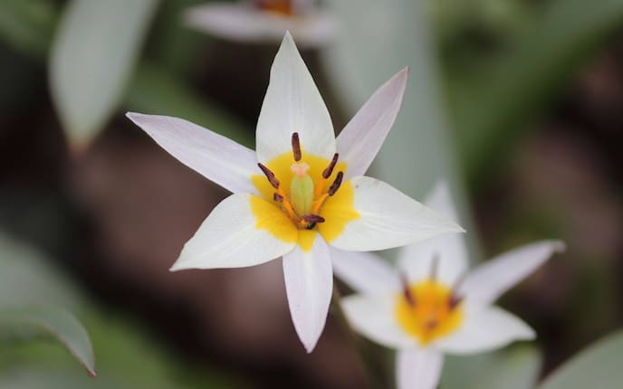 Wildtulpe, Blüten, Pollen, Stempel