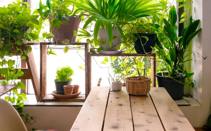 Zimmerpflanzen, Kur. Pflanzenpflege, Servus