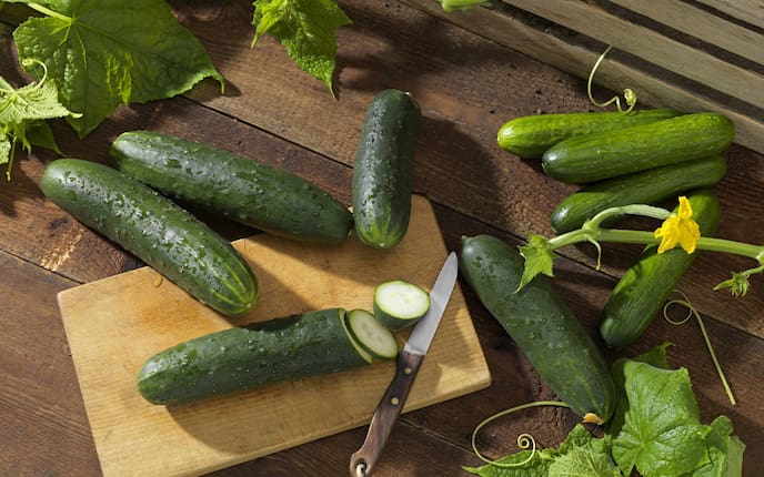 Gurke Pfanzenportät Gemüse