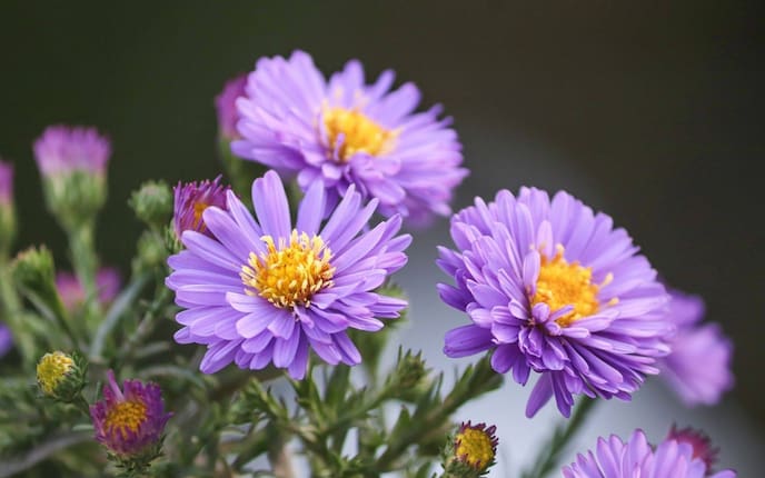 Herbstaster, Herbstblume, Pflanzenporträt