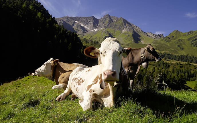 Heumilchkühe (Bild: ARGE Heumilch)