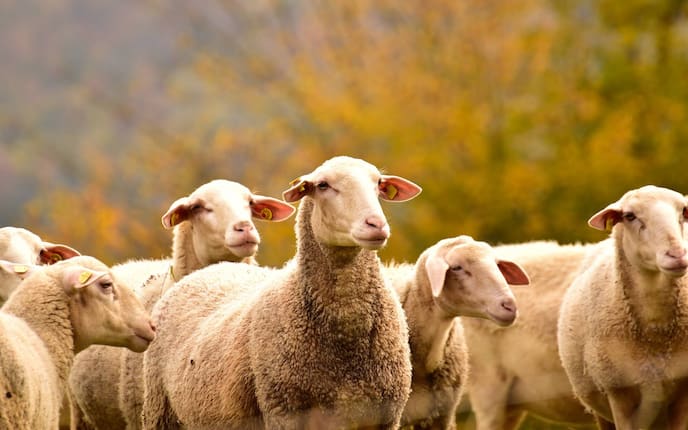Schafsherde, Tiere, Schafe, Hirte, Servus