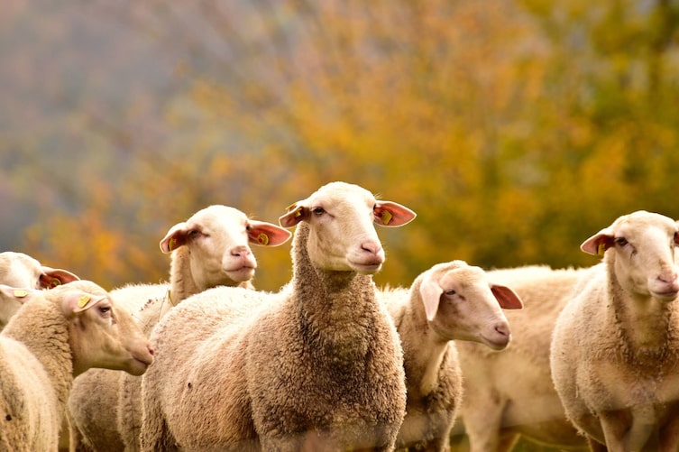 Schafsherde, Tiere, Schafe, Hirte, Servus