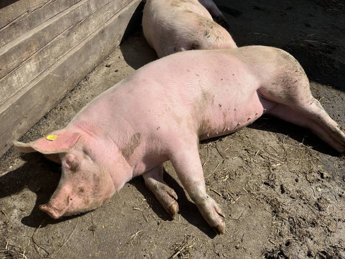 Murtal, Steinwenderhütte, Bauernhof, Servus, Sommerfrische