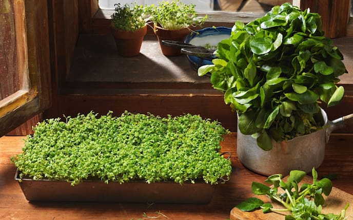 Kresse Brunnenkresse Gartenkresse Kreuzblütler