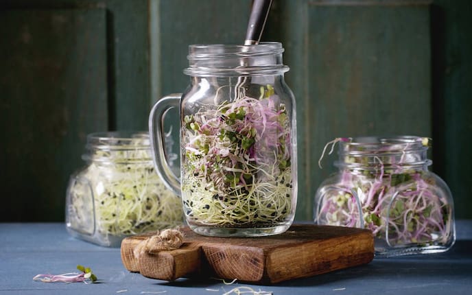 Sprossen ziehen, Sprossen keimen, Sprossen Fenster