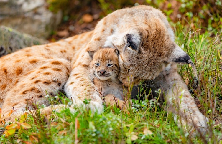 Luchse Luchs Wildkatze Luchsauge