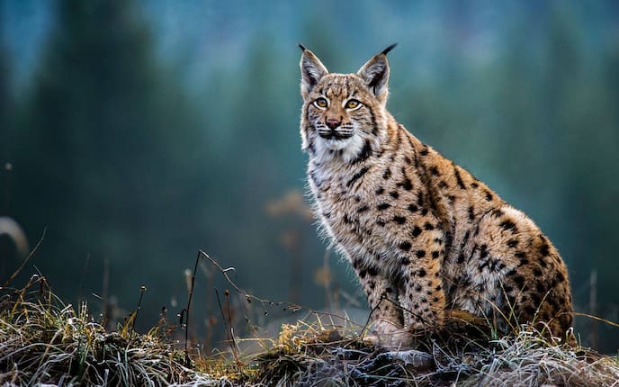 Luchs, Wildkatze, Österreich