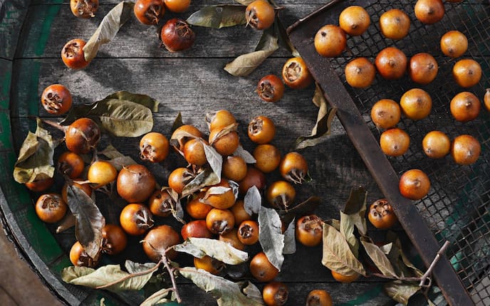 Mispeln Asperl Mispelbaum Rarität Pflanzenporträt