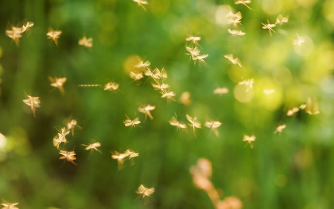 Gelsenschwarm (Bild: Mauritius Images)