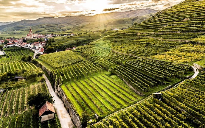 Wachau, Weinbau, Weingarten
