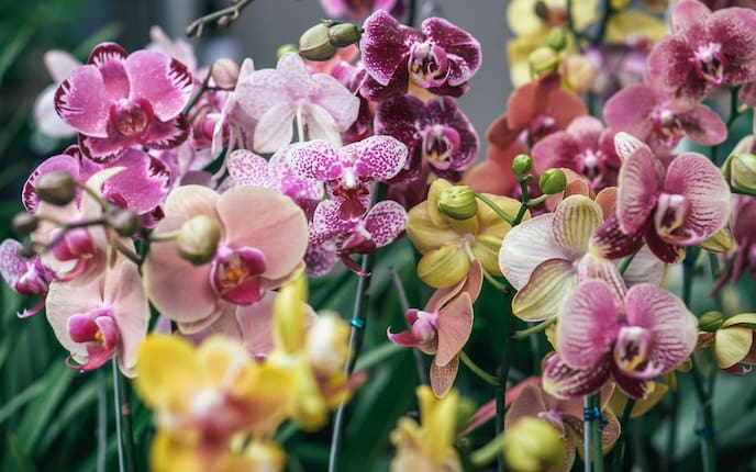 Orchideen Zimmerpflanzen