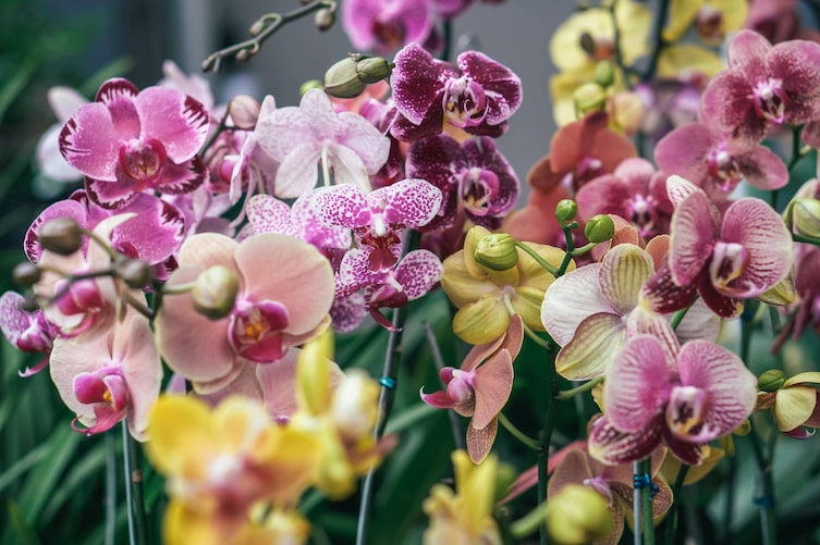 Orchideen Zimmerpflanzen