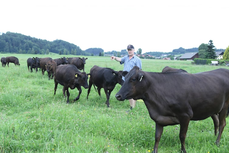 Heimatleuchten, ServusTV, Rinder