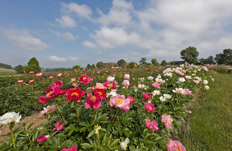Pfingstrosen, Garten, Miely